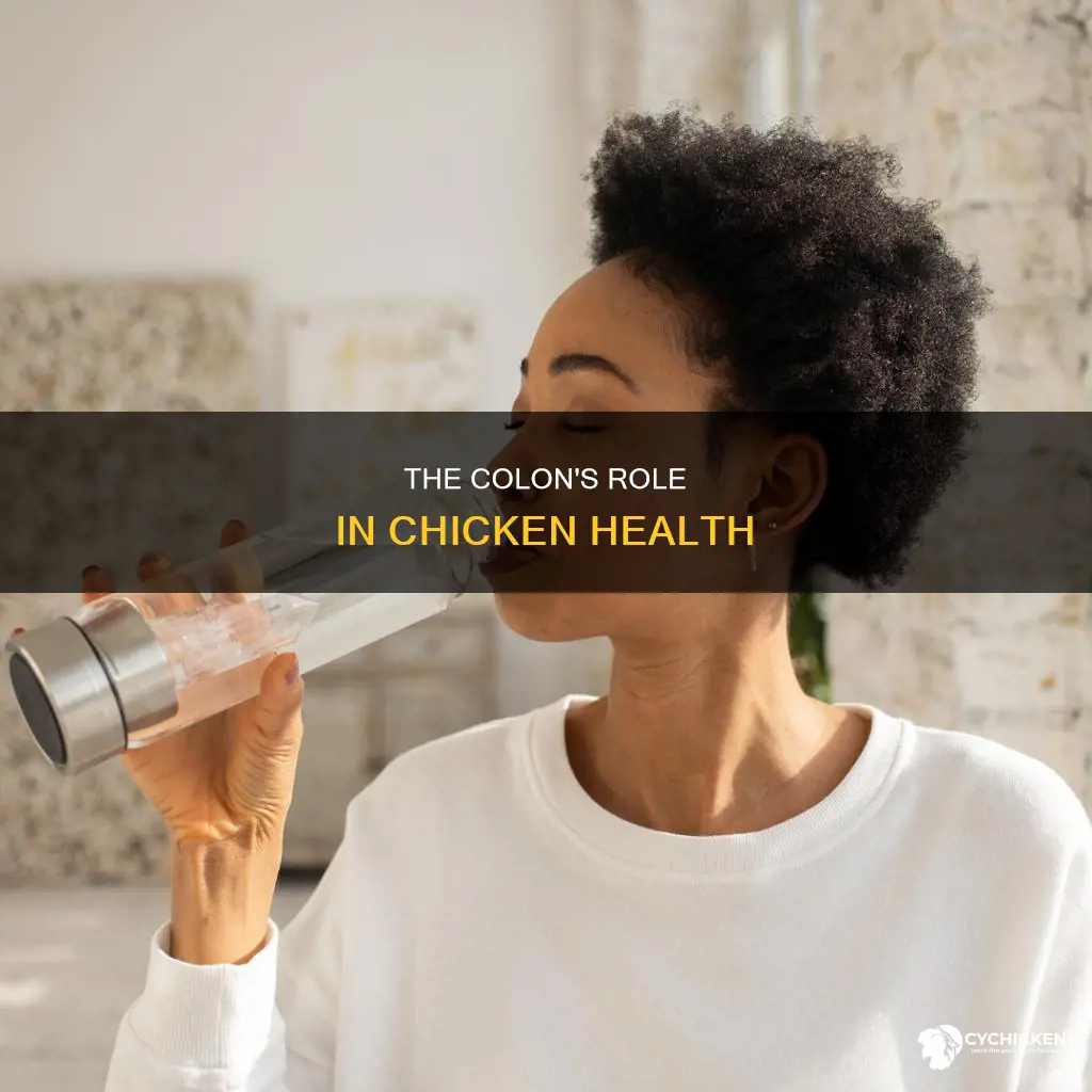 what is the function of the colon in a chicken