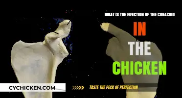 Coracoid Function in Chickens: What's Its Purpose?