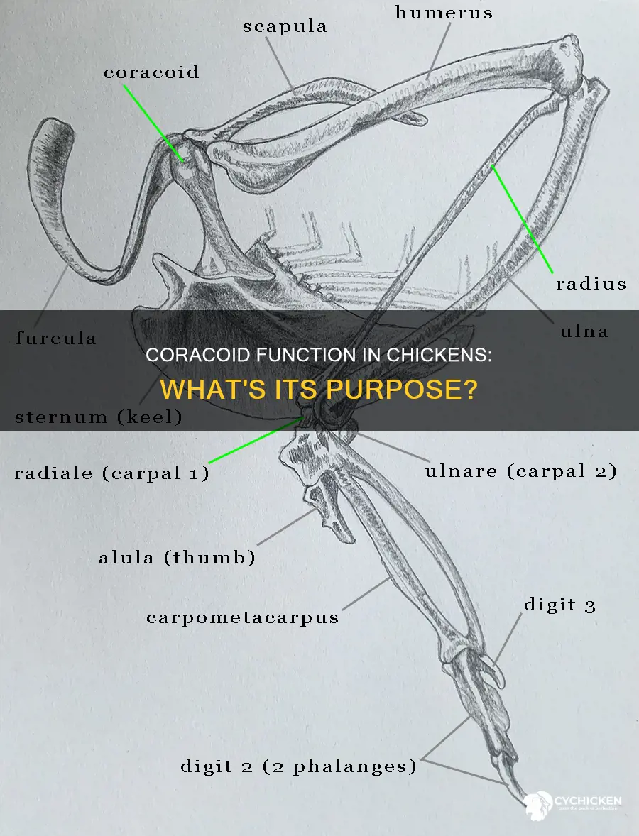 what is the function of the coracoid in the chicken