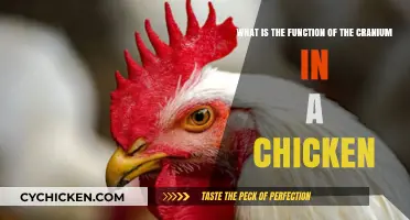 The Chicken Cranium: Its Function and Purpose