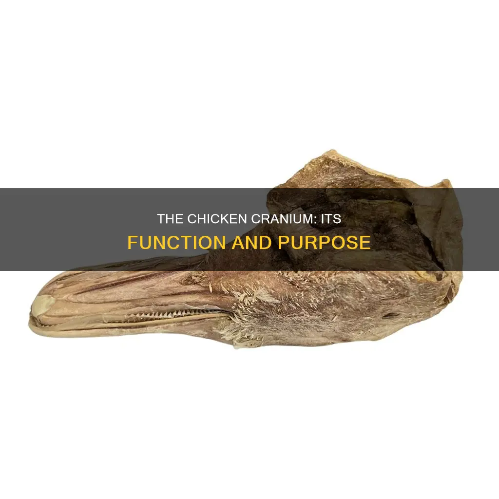 what is the function of the cranium in a chicken