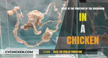 Duodenum Function in Chickens: Understanding the Process