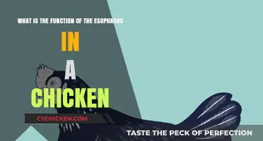 Esophagus Function in Chickens: Understanding the Process