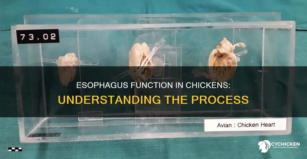 what is the function of the esophagus in a chicken