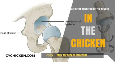 The Chicken's Femur: Supporting Mobility and Stability