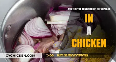 The Gizzard's Role: How Chickens Process Their Food