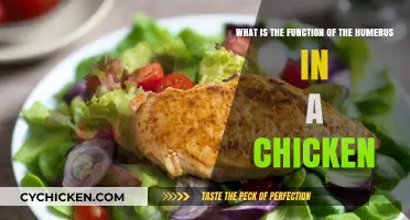 The Chicken Humerus: What's Its Function?