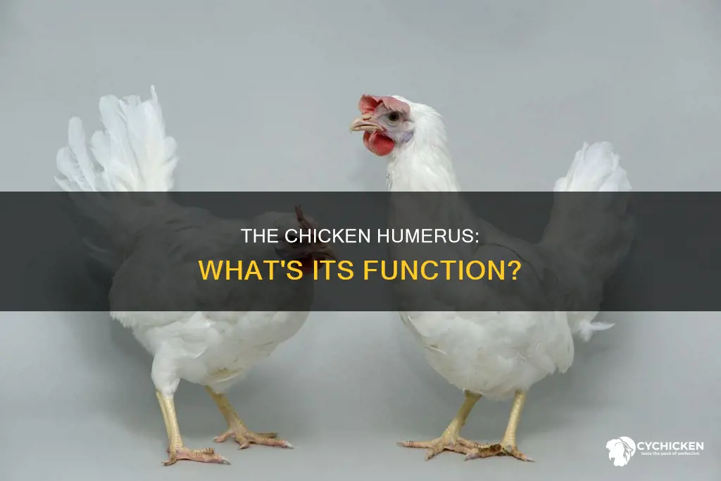 what is the function of the humerus in a chicken