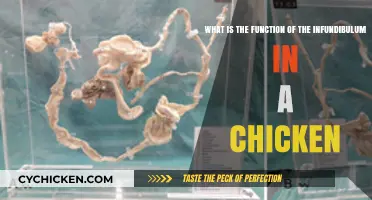 Infundibulum: A Chicken's Egg-cellent Reproductive Part