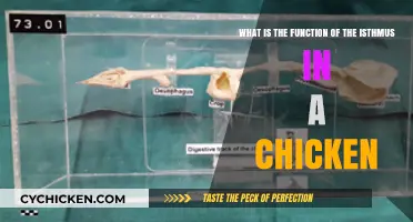 The Chicken's Isthmus: An Essential Function