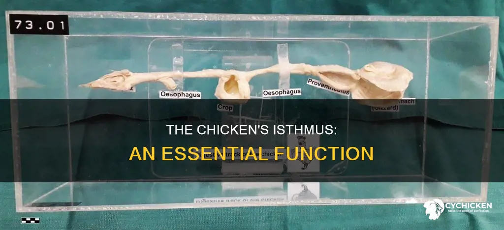 what is the function of the isthmus in a chicken