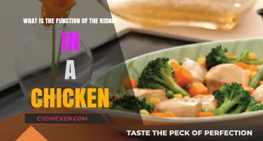 Kidney Function in Chickens: Understanding Their Vital Role