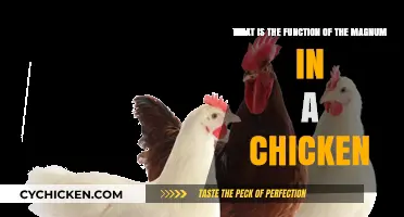 The Chicken Magnum's Vital Function