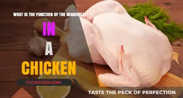 The Chicken's Mandible: A Multifunctional Wonder