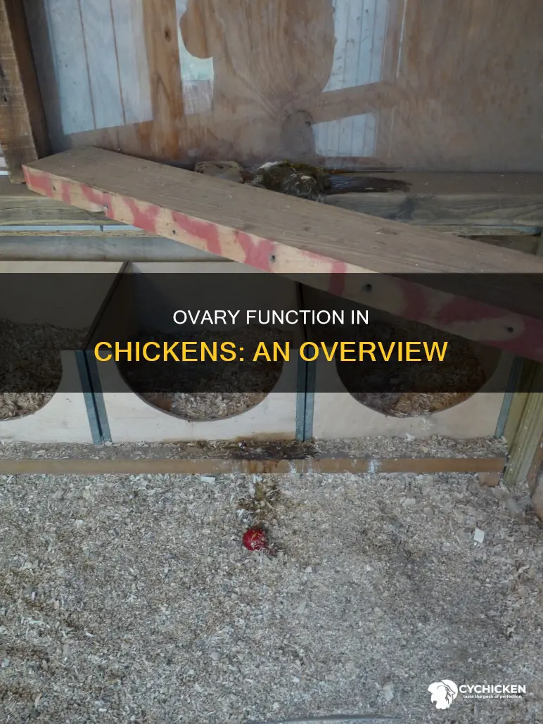 what is the function of the ovary in a chicken
