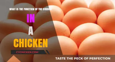 The Chicken Oviduct: An Egg's Journey