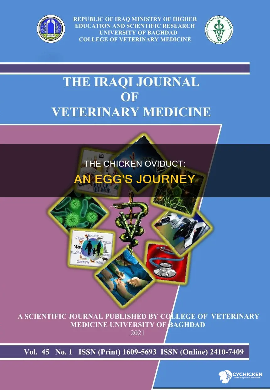 what is the function of the oviduct in a chicken