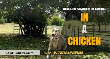Pancreas Power: Chicken Health and Nutrition