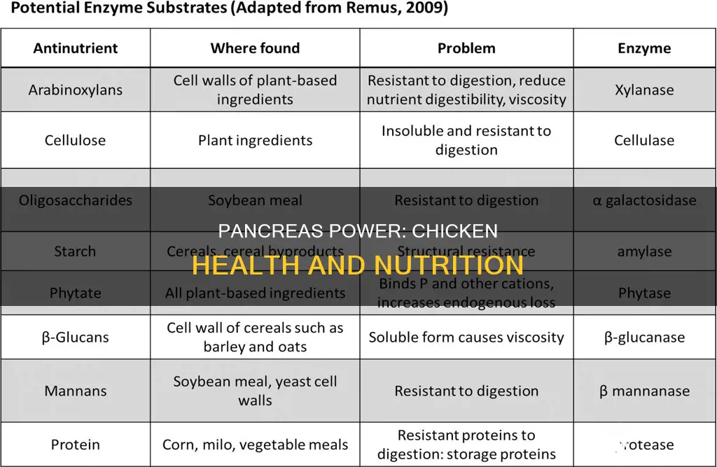 what is the function of the pancreas in a chicken