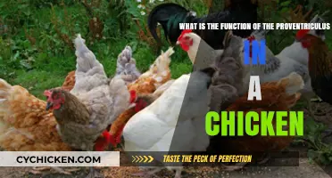 The Proventriculus: A Chicken's Essential Organ