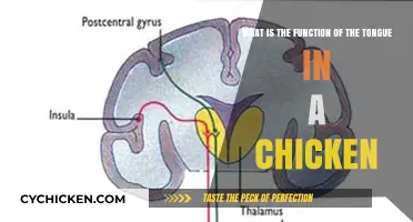 Tongue Function in Chickens: Taste and Beyond