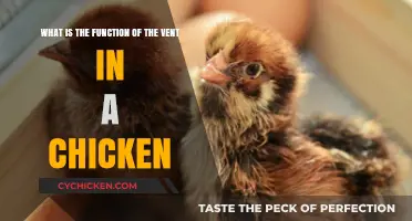 Chicken Vents: Their Purpose and Function