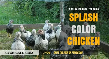 Genetics of Chicken Coloration: Splash Variety