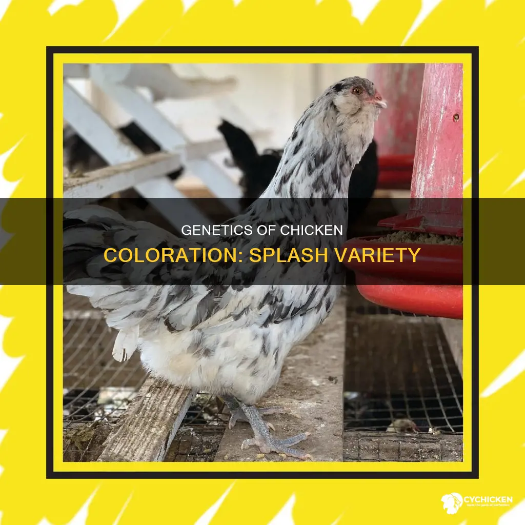 what is the genotype for a splash color chicken