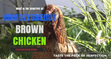 Understanding the Genotype of Homozygous Brown Chickens: A Genetic Overview