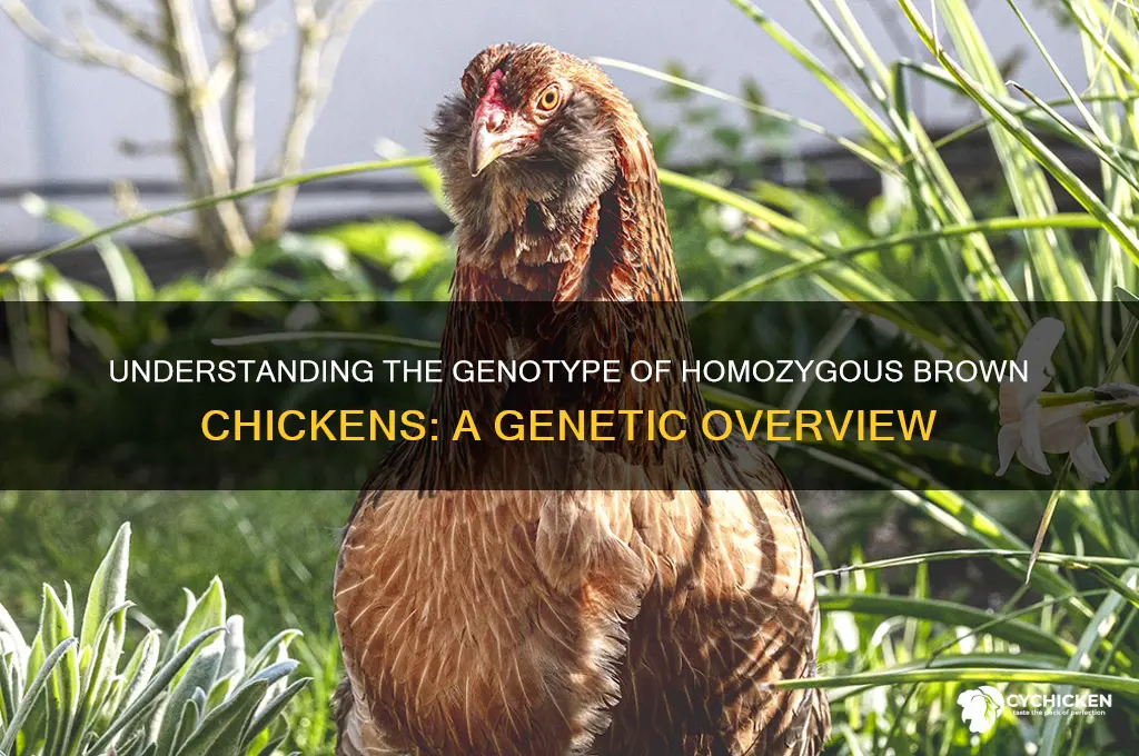 what is the genotype of homozygneous brown chicken