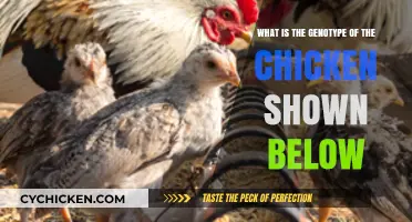 Genetic Makeup: Unlocking Chicken Genotype Mystery