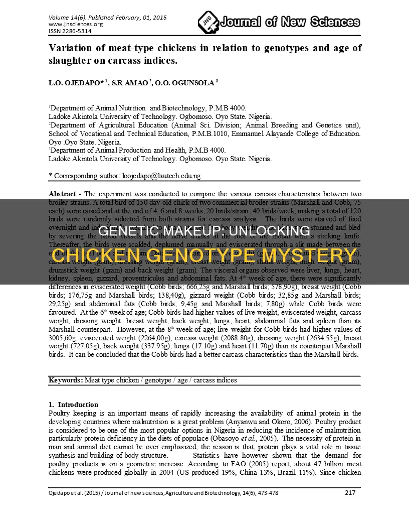 what is the genotype of the chicken shown below
