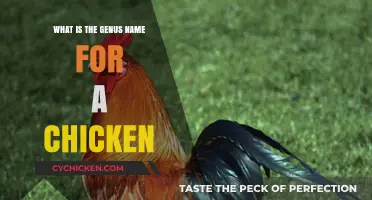 Unveiling the Scientific Classification: What is the Genus Name for a Chicken?