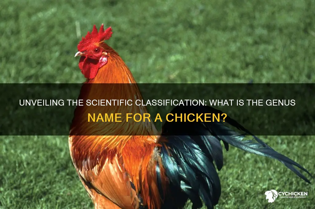 what is the genus name for a chicken