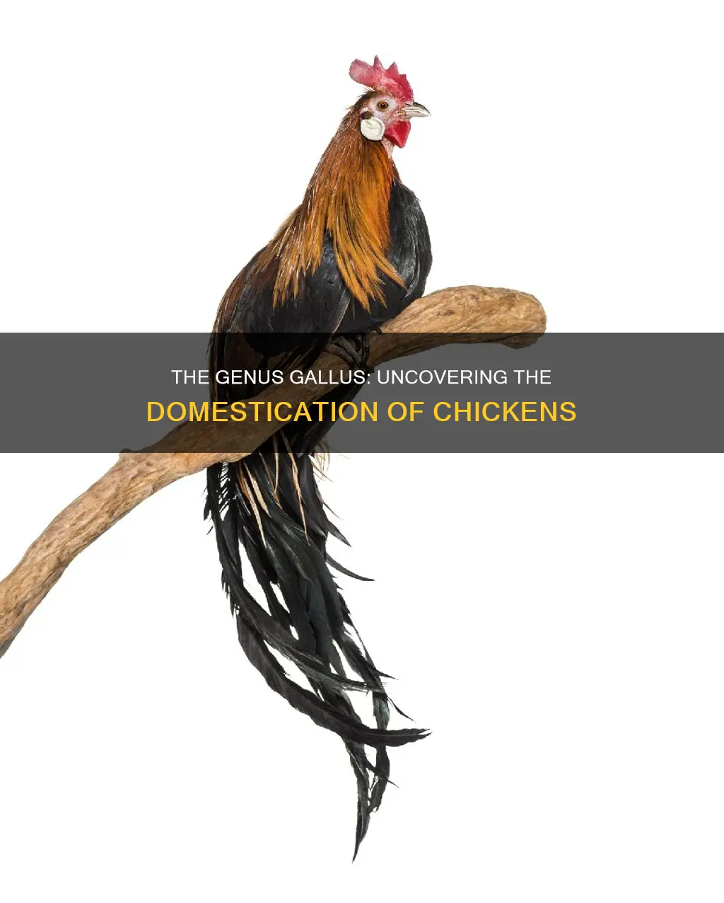 what is the genus name for a domestic chicken