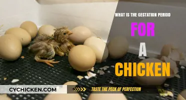 Understanding the Chicken Gestation Period: From Egg to Hatch