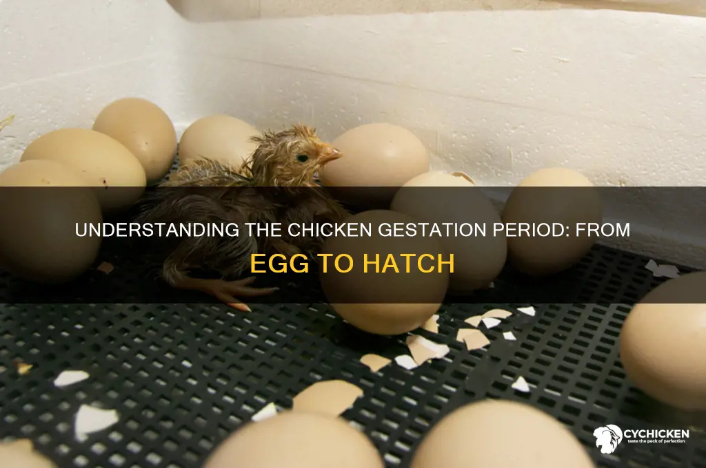 what is the gestation period for a chicken
