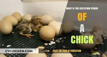 Understanding the Chick Gestation Period: From Egg to Hatchling