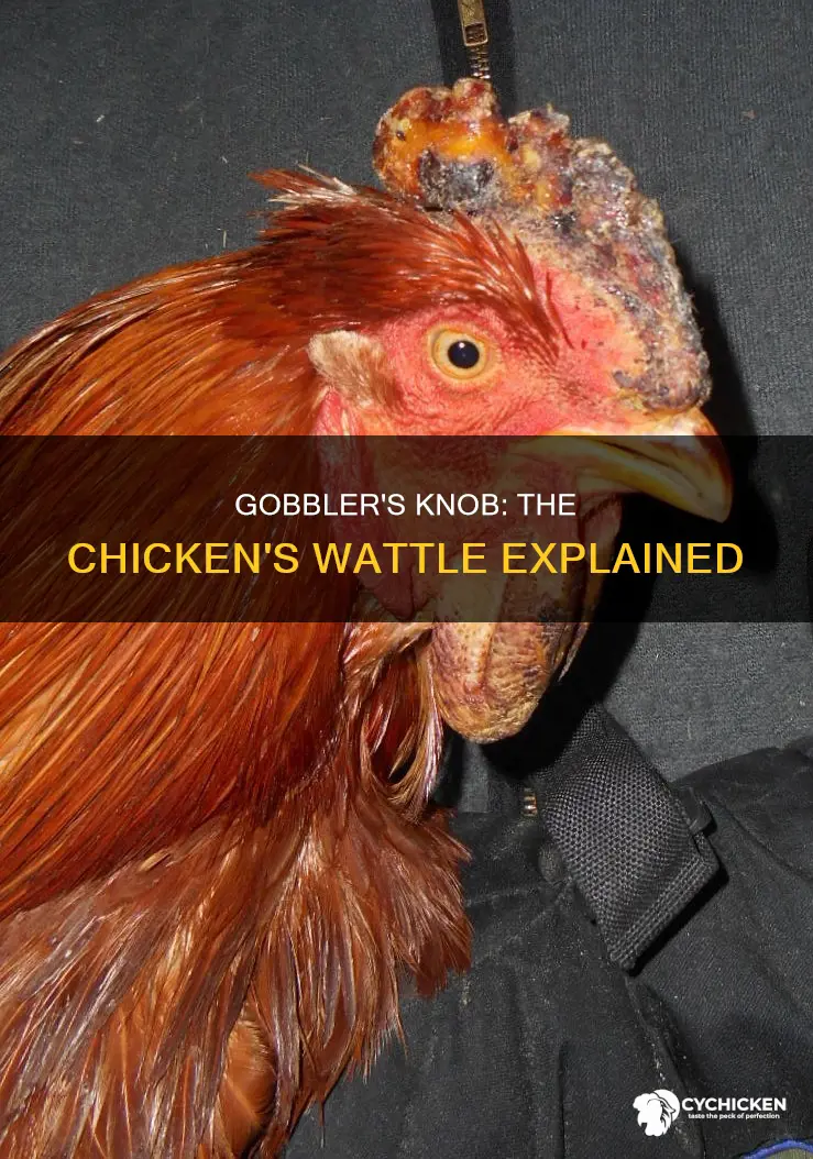 what is the gobble thing on a chicken called