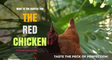 Exploring the Natural Habitat of the Striking Red Chicken