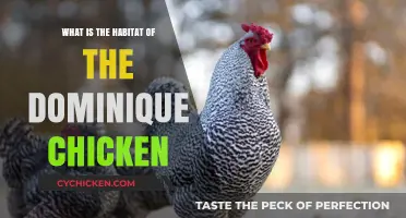 Exploring the Ideal Habitat for Dominique Chickens: A Comprehensive Guide