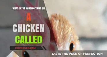 The Chicken's Wattle: What's It For?