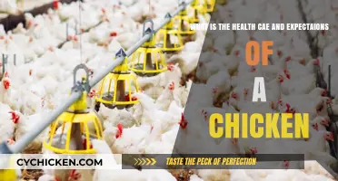 Chicken Healthcare: What Owners Need to Know