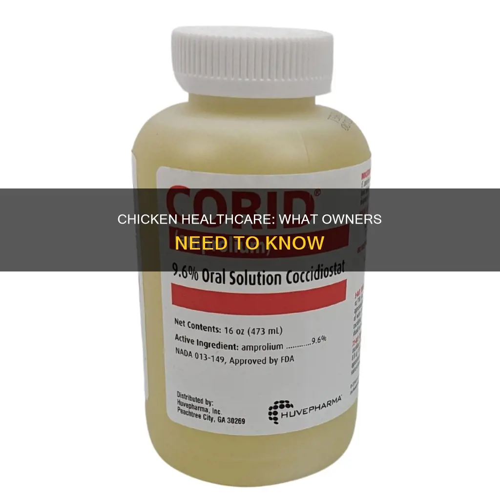 what is the health cae and expectaions of a chicken