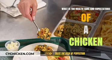 Chicken Health: Care and Expectations Explained
