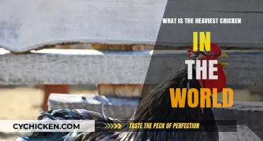 The World's Heaviest Chicken: Unbelievable Weight and Breed Revealed