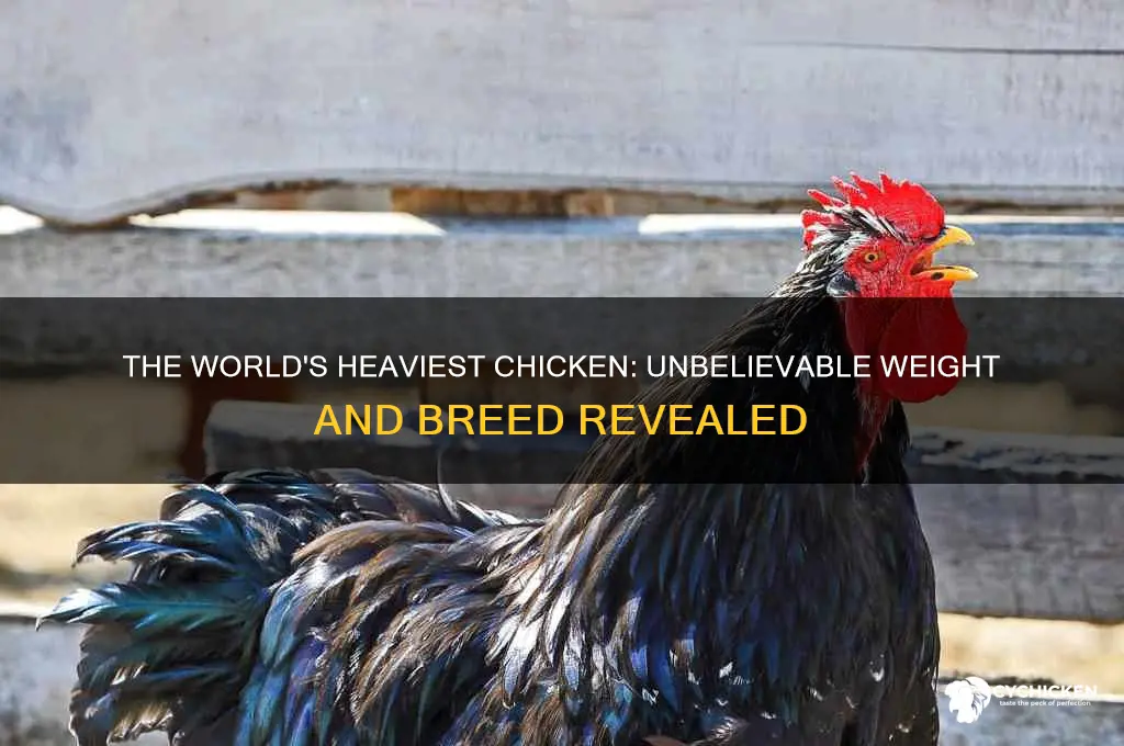 what is the heaviest chicken in the world