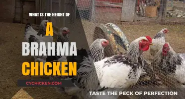 Discover the Impressive Height of a Brahma Chicken Breed