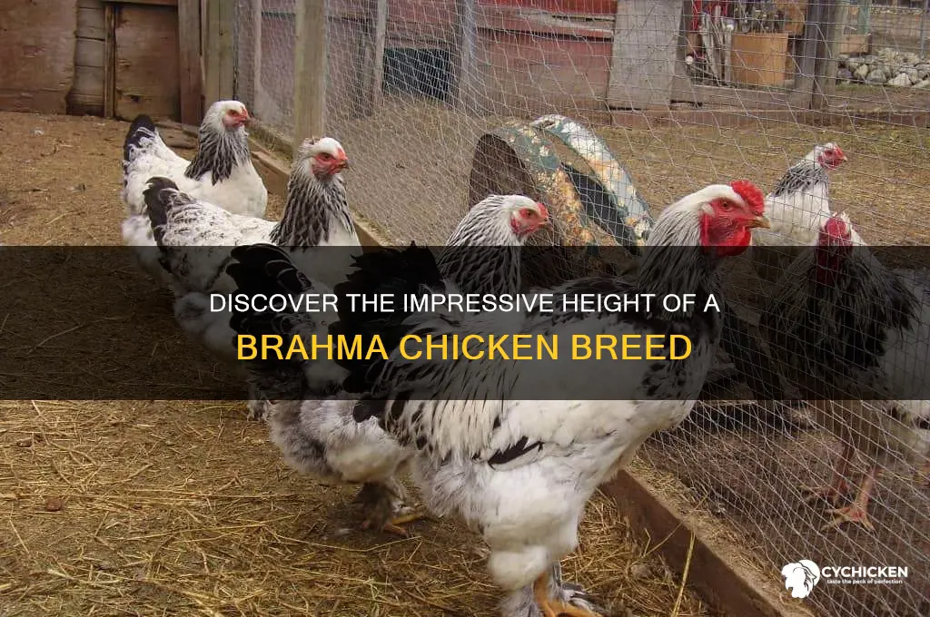 what is the height of a brahma chicken