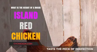 The Height of Rhode Island Red Chickens